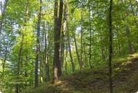 Forêt de Feuillus en Roumanie
