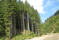 Forêt de résineux en Roumania