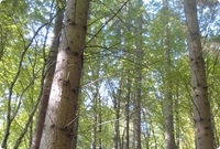 Forêt mixte en Roumanie