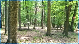 Forêt Feuillus 1400 Ha à vendre