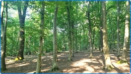 Forêt Feuillus 450 Ha à vendre